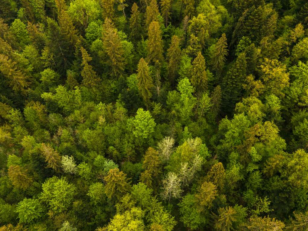 Wald von oben